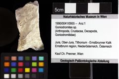 Foto (Objket + Etiketten) von Goniodromites sp. 